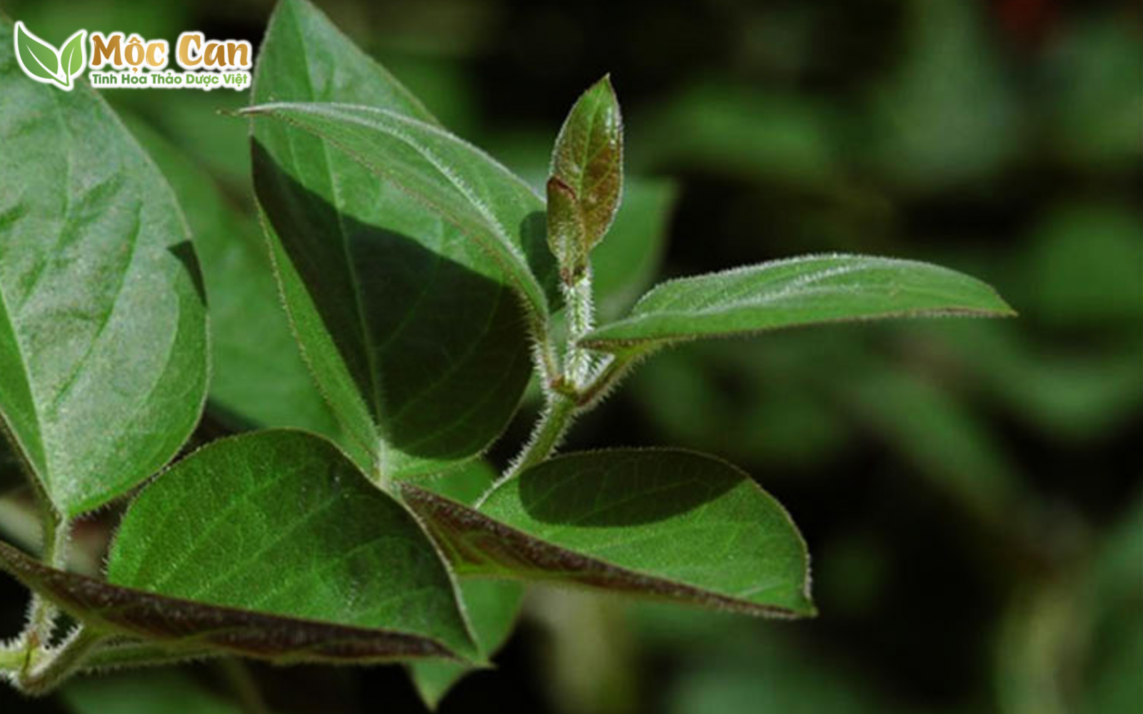 CÂY MƠ LÔNG VÀ TÁC DỤNG CHỮA BỆNH ÍT NGƯỜI BIẾT 1